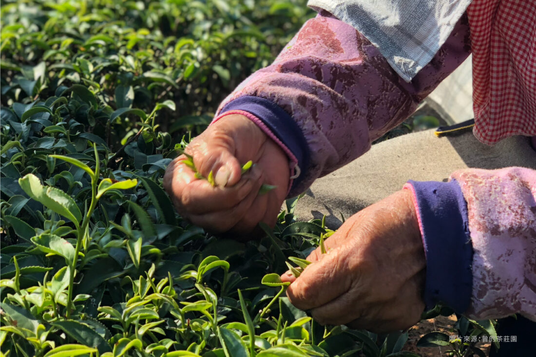 希希丁品牌改造-曾的茶莊園-5 Health Supplement Entrepreneurship