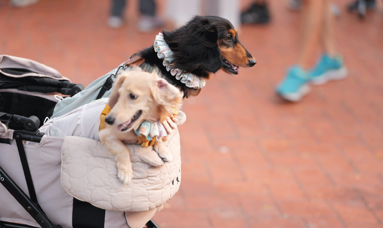 作品_野愛地_1344px_40 野愛地市集活動_高雄市集活動-活動統籌_市集活動_高雄駁二_主視覺設計_海報設計_活動規劃_影片拍攝_廣告投放_活動官網頁面設計_影片剪輯_宣傳照片拍攝_拍照背板設計_拍照背板搭設_活動紀錄影片_活動紀錄照片_新聞媒體發布_FB/IG 廣告投放曝光